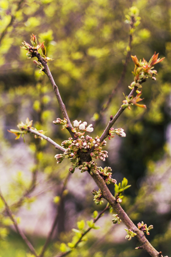 Concours photo - Sujet concret d'Avril : Le printemps. Résultats.  5ea82a673a4c395990b81da178a769da