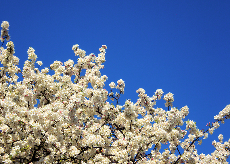 Concours photo - Sujet concret d'Avril : Le printemps. Résultats.  7e6c3ce2afe93409eeb517114e6ad0df