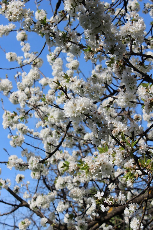 Concours photo - Sujet concret d'Avril : Le printemps. Résultats.  877546c0a0584d3f6256893bab5b9b28