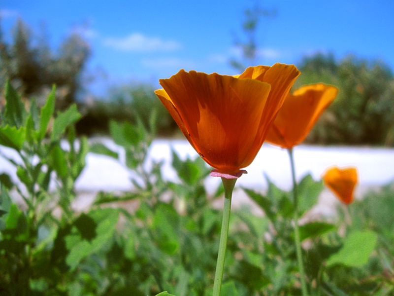 Concours photo - Sujet concret d'Avril : Le printemps. Résultats.  8cc4795c343165bf1787b9c7234b3ec1