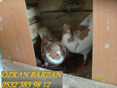 ZKAN BARZAN (AYDIN) Normal_S7300806