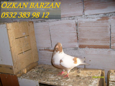 ZKAN BARZAN (AYDIN) Normal_S7300809