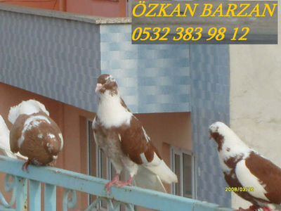ZKAN BARZAN (AYDIN) Normal_S7300810