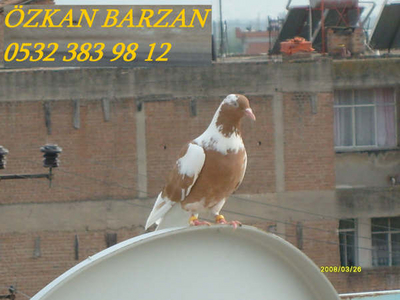 ZKAN BARZAN (AYDIN) Normal_S7300814