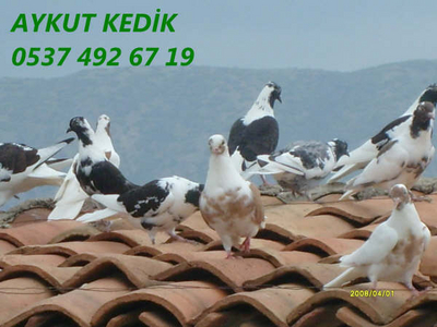 AYKUT KEDK (AYDIN) Normal_S7300831