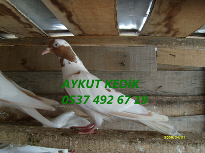 AYKUT KEDK (AYDIN) Normal_S7300832