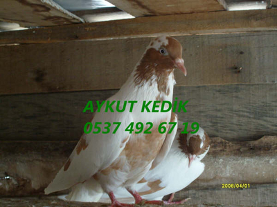 AYKUT KEDK (AYDIN) Normal_S7300833