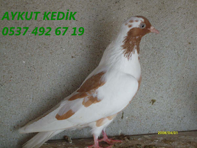 AYKUT KEDK (AYDIN) Normal_S7300835