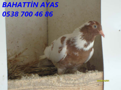 BAHATTN AYAS (AYDIN) Normal_S7300852