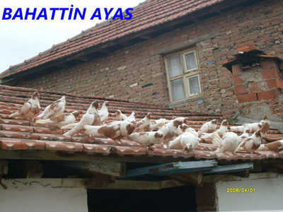 BAHATTN AYAS (AYDIN) Normal_S7300899