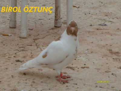 BROL ZTUN (AYDIN) Normal_S7300930