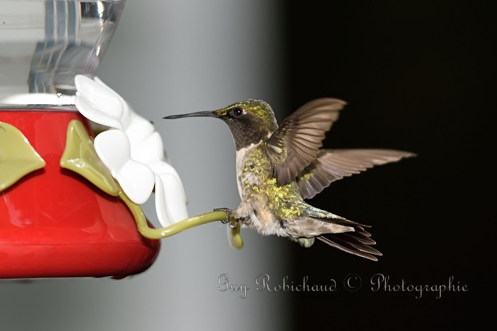 Colibri Dsc_6410-1024_FULL