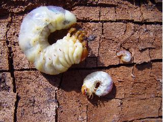 Eudicella gralli hubini Lcervus-L3-07b