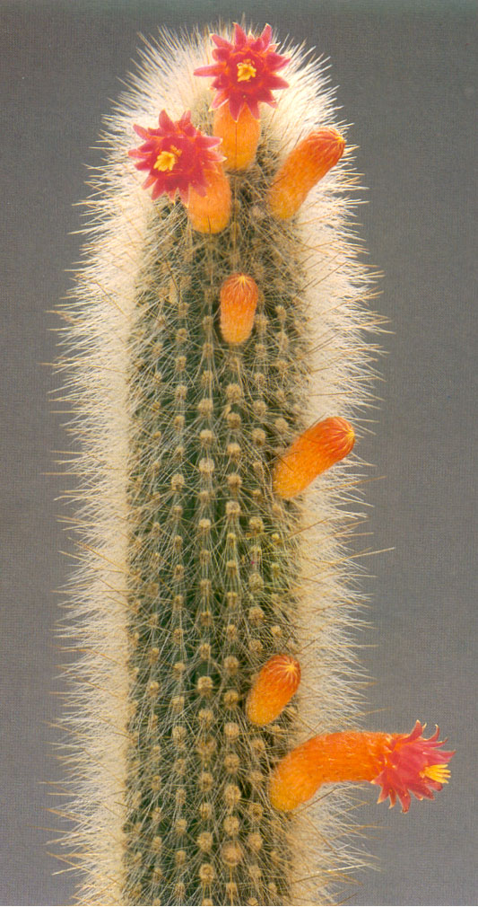 Cleistocactus. Famille des Cactaceaes. Cleistocactus