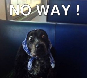 quel chien de garde? No-way-300x270