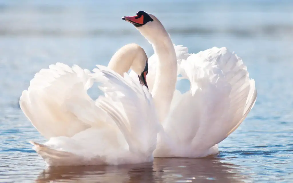 Imagen de algo que te guste..... - Página 10 Cisne-blanco-13-1024x640