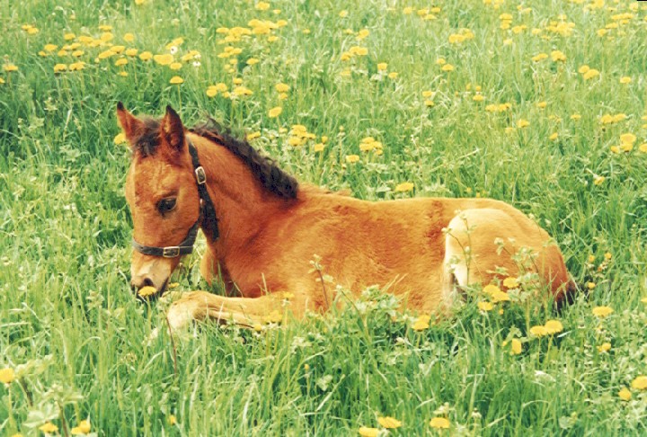 images de chevaux Poulain