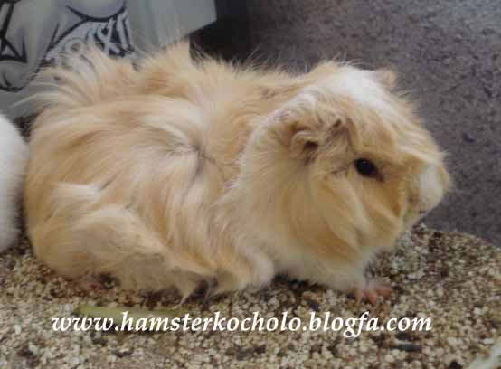 خوکچه هندی - Guinea Pig 8