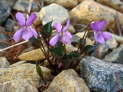 Semis de Viola Apoitachitubosumire