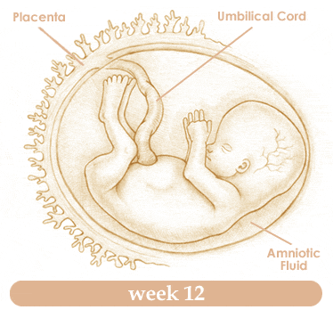 Tuần thứ 12 của thai nhi  Mang-thai-tuan-thu-121