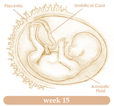 Tuần 15 khi mang thai em bé phát triển thế nào Mang-thai-tuan-thu-151