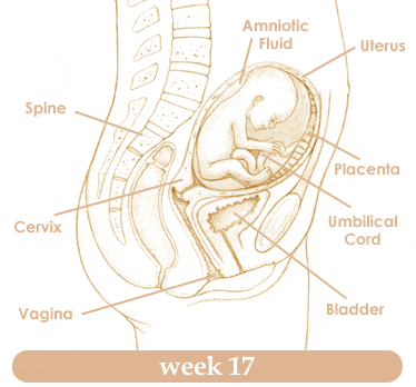 Khám phá quá trình phát triển của em bé trong bụng mẹ ở tuần 18 Mang-thai-tuan-thu-171