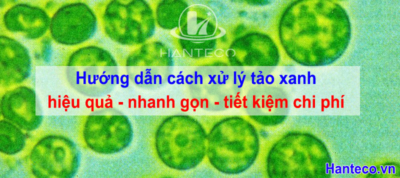 Cách xử lý triệt để tảo xanh cho hồ bơi Cachxulytaoxanhnhanhhieuquaantoan