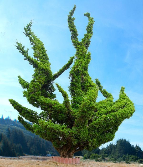 Les arbres en général 9aca8bbc