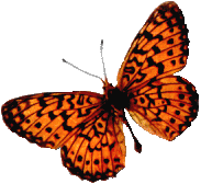 la légende des papillons C6a67d6f