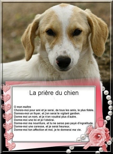 la prière du chien+la légende des papillons+ D357c691