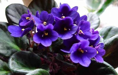 Thiên Sứ Các Loài Hoa Y-nghia-cac-loai-hoa-violet-20130507150739