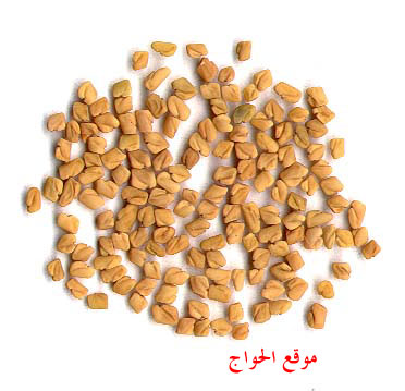 أسماء الأعشاب العلمية Fenugreek