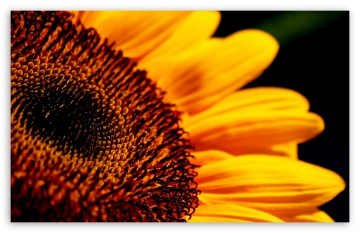 صور هائلة ورائعة أكثر ممن تتصور  (طبيعية ، أحياء  مدن )  Sunflower_macro_3-t2