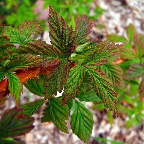 Herbs of The Clans Raspberry-leaves_788