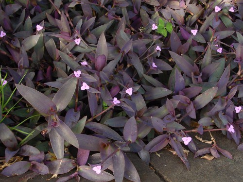 Tradescantia blosfeldiana Tradescantia_pallida_d