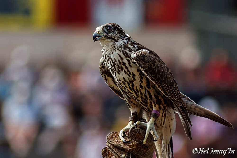 Mon coin rapaces.... 20140819132115-240e58d2