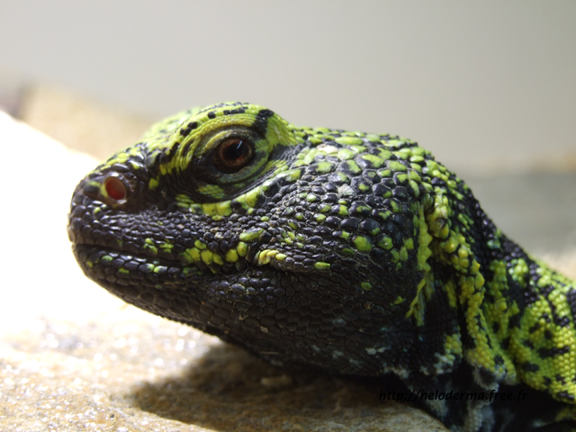 Plusieurs de mes bestiole en photo! Uromastyx%20acanthinura%20nigriventris%203