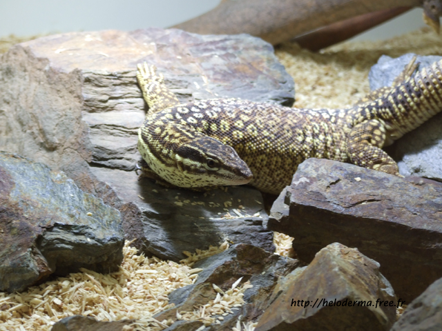 Plusieurs de mes bestiole en photo! Varanus%20acanthurus