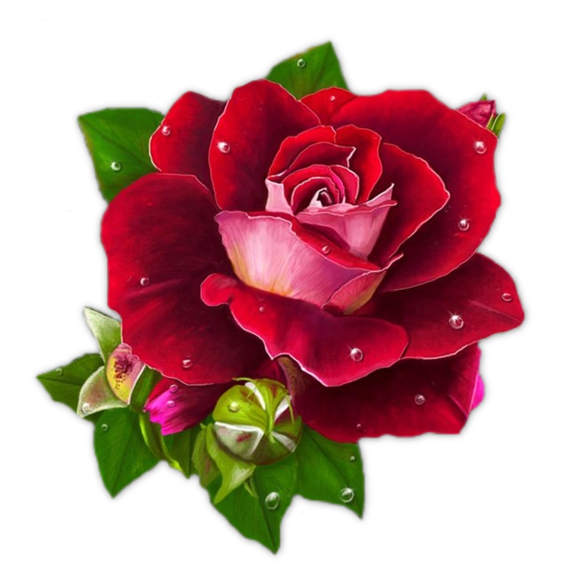 قول لأحد الرهبان Rose251