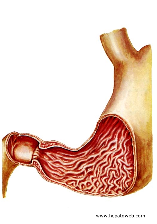 Estomac chirurgical (intervention et montage) Estomac_figure1