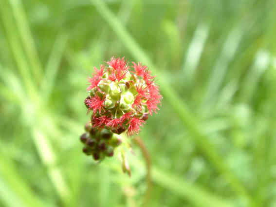 Pimprenelle (Poterium sanguisorba) Pimprenelle