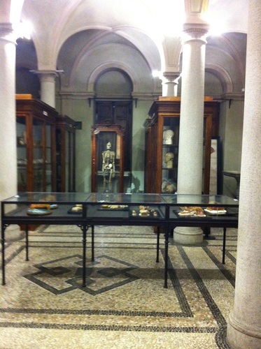 Museum of Human Anatomy Luigi Rolando  Medium