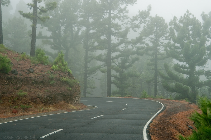 LA PALMA (Caminos con niebla) Niebla_1_W