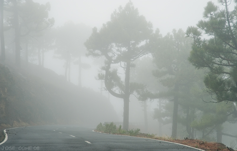 LA PALMA (Caminos con niebla) Niebla_2_W