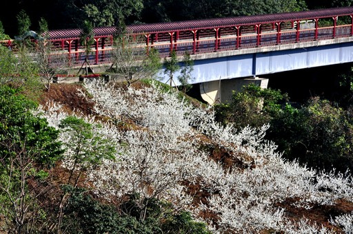 春遊宜蘭看美景　佛光大學賞花去 Bkntw-20140129005258633-0129_04011_001_01p