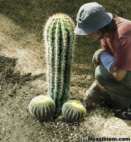 Cùng xả stress!!! Cay-xuong-rong-hai-huoc-funny-cactus