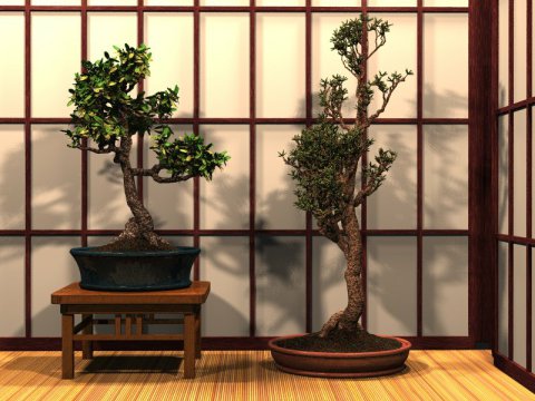 تصاميم جميلة Bonsai