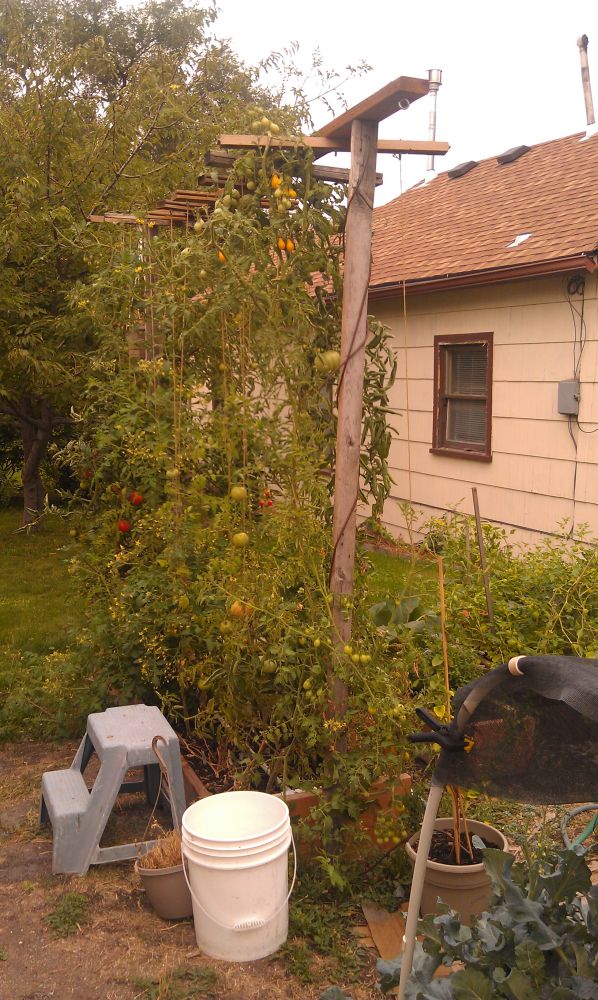 Prune or grow amuck ? 10-07-2012-