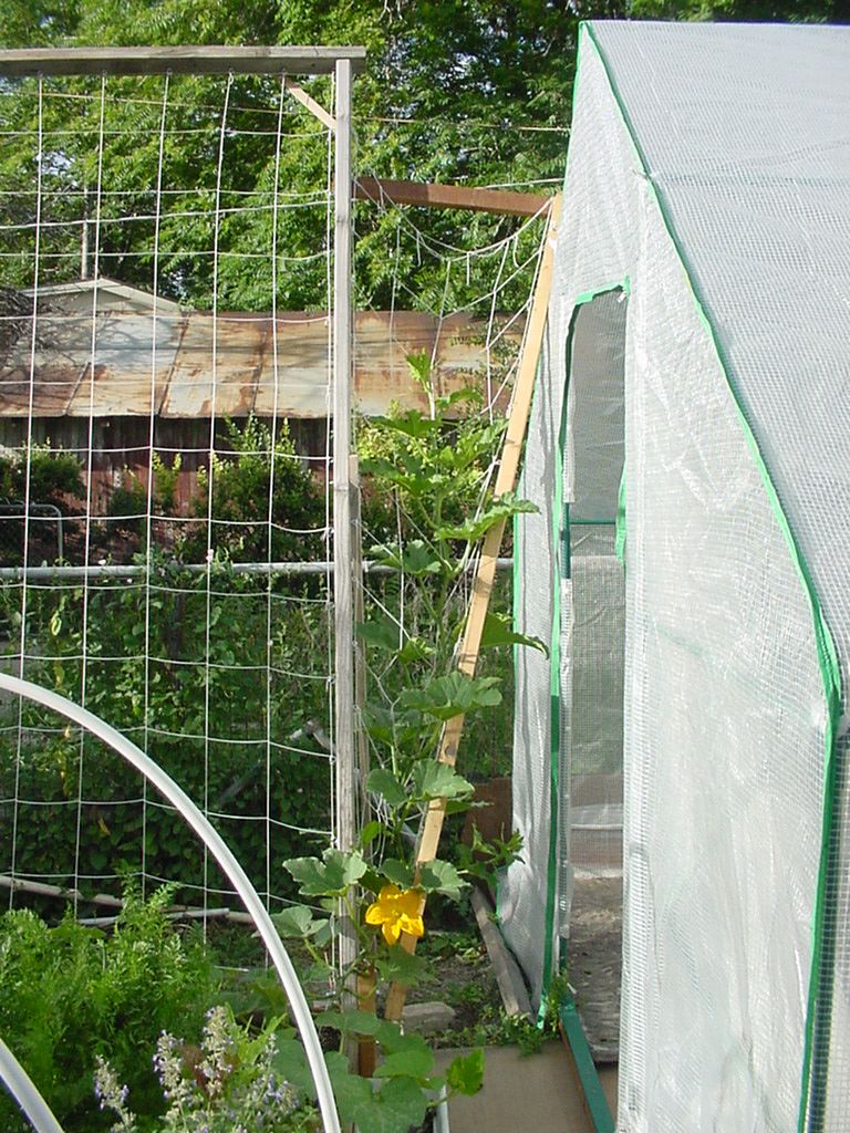 Trellis for pumpkins...HOW TALL??? SFG-08-13-11-3