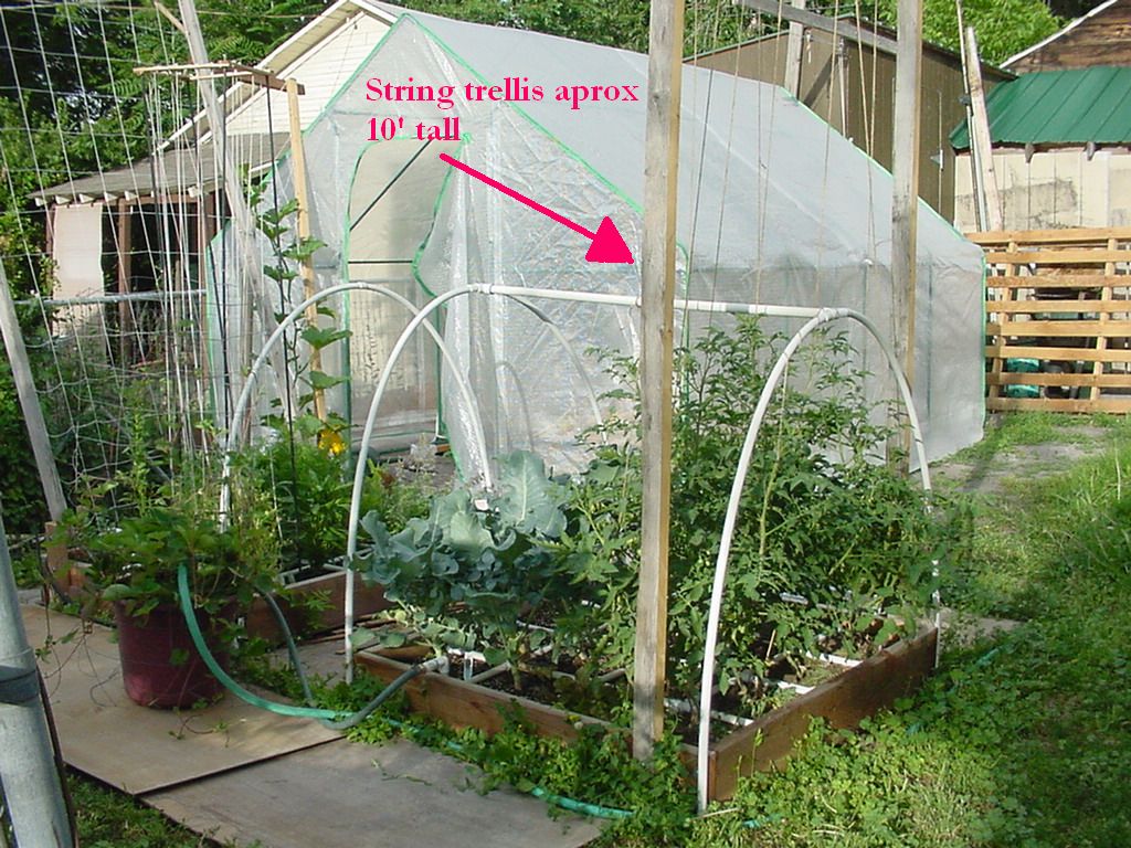 Trellis Question Srtingtrellis